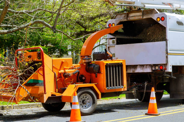 Best Tree and Shrub Care  in Vineyard, CA