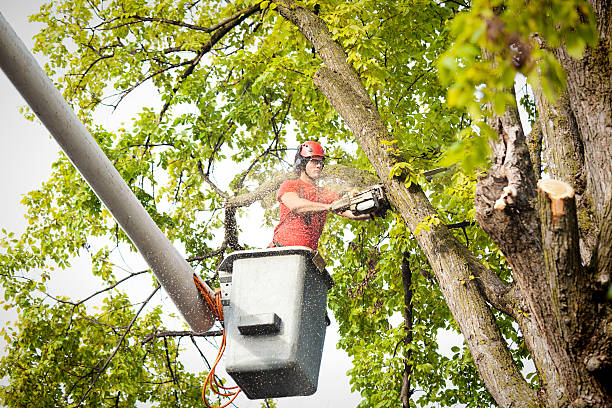 Best Utility Line Clearance  in Vineyard, CA